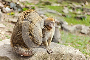 Barbary macaque ape, naturel life in reserve, The Mountain of the Monkeys in Alsace