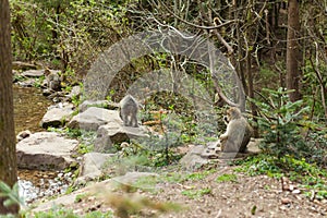 Barbary macaque ape, naturel life in reserve, The Mountain of the Monkeys in Alsace