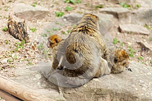 Barbary macaque ape, naturel life in reserve, The Mountain of the Monkeys in Alsace