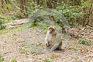 Barbary macaque ape, naturel life in reserve, The Mountain of the Monkeys in Alsace