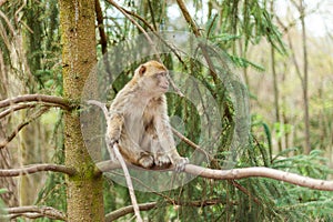 Barbary macaque ape, naturel life in reserve, The Mountain of the Monkeys in Alsace
