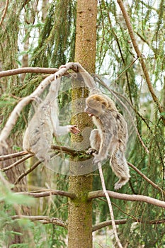 Barbary macaque ape, naturel life in reserve, The Mountain of the Monkeys in Alsace