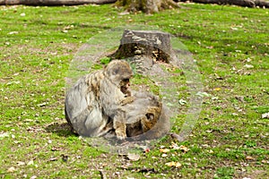 Barbary macaque ape, naturel life in reserve, The Mountain of the Monkeys in Alsace