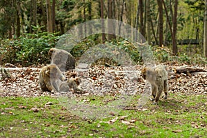 Barbary macaque ape, naturel life in reserve, The Mountain of the Monkeys in Alsace