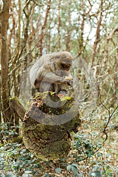 Barbary macaque ape, naturel life in reserve, The Mountain of the Monkeys in Alsace