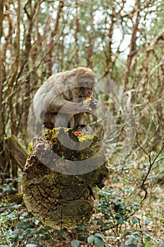 Barbary macaque ape, naturel life in reserve, The Mountain of the Monkeys in Alsace