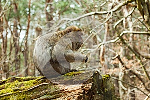 Barbary macaque ape, naturel life in reserve, The Mountain of the Monkeys in Alsace