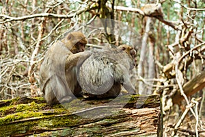 Barbary macaque ape, naturel life in reserve, The Mountain of the Monkeys in Alsace