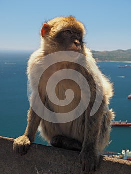Barbary Macaque ape on the Rock of Gibraltar