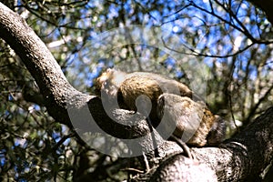 Barbary macaque asleep photo