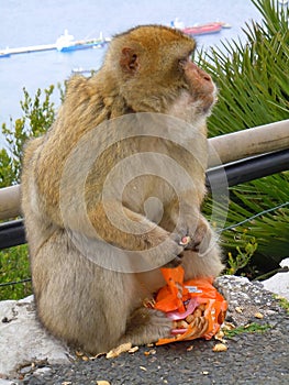 Barbary macaque with bag of peanuts