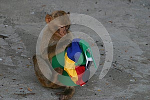 Barbary Macaque with baseball cap  Gibraltar