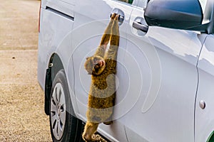 Barbary macaque climbing into a car on the upper rock in gibraltar....IMAGE