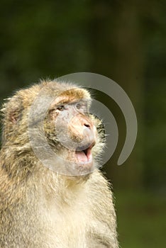 Barbary Macaque communicating photo