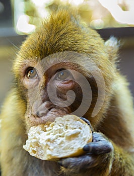 Barbary macaque eating bread