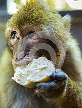 Barbary macaque eating bread