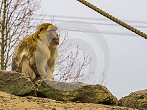 Barbary macaque, Endangered ape from the mountains of morocco, monkey portrait