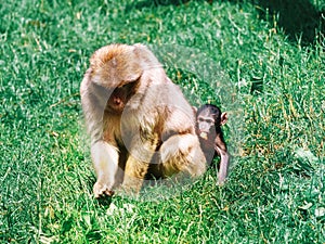 Barbary macaque family in the forest natural park. photo