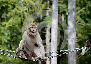 Barbary macaque