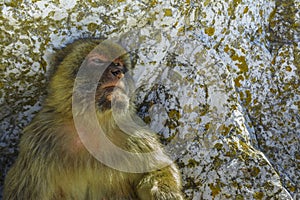 Barbary macaque in Gibraltar