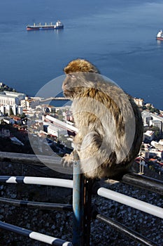 Barbary Macaque in Gibraltar