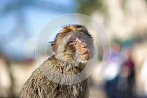 The Barbary Macaque of Gibraltar. photo