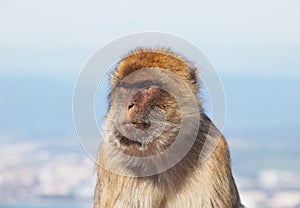 Barbary macaque in Gibraltar - Europe