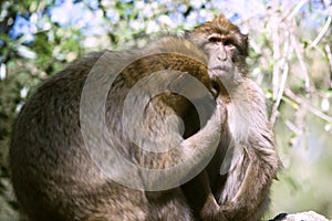 Barbary macaque photo