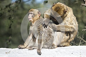 Barbary macaque photo