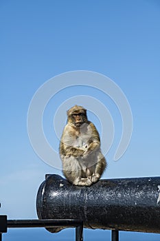 Barbary macaque on gun barrel Gibraltar