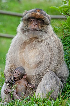 Barbary macaque with its baby