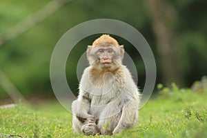 Barbary macaque