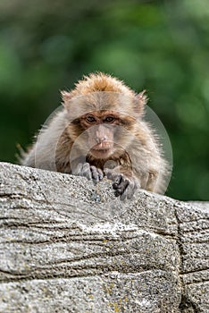 Barbary Macaque lies lazily on a stone