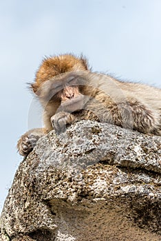 Barbary macaque lies lazily on a stone in the sun