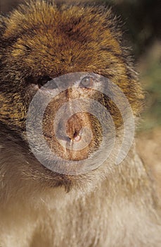 Barbary Macaque, macaca sylvana, Portrait of Adult photo