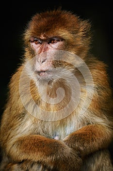 Barbary Macaque Macaca Sylvanus