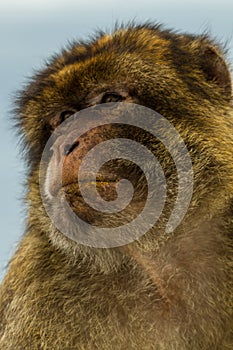 Barbary Macaque Macaca Sylvanus