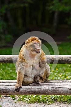 Barbary Macaque Macaca Sylvanus