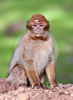 Barbary Macaque - Macaca sylvanus