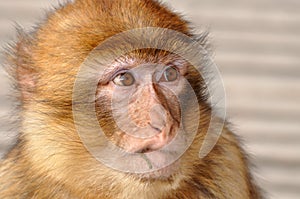 Barbary Macaque (Macaca sylvanus) photo