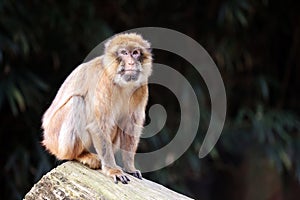 Barbary macaque (Macaca sylvanus)