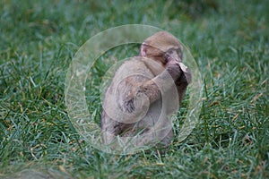 Barbary Macaque - Macaca sylvanus