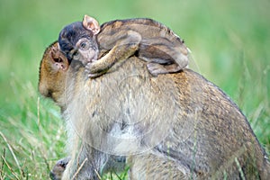 Barbary Macaque (Macaca Sylvanus)