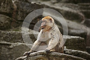 Barbary macaque (Macaca sylvanus).