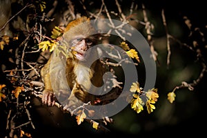 Barbary macaque - Macaca sylvanus also Barbary ape or magot, found in the Atlas Mountains of Algeria and Morocco along with a
