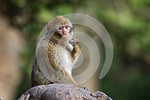 Barbary macaque - Macaca sylvanus also Barbary ape or magot, found in the Atlas Mountains of Algeria and Morocco along with a