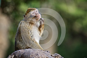 Barbary macaque - Macaca sylvanus also Barbary ape or magot, found in the Atlas Mountains of Algeria and Morocco along with a