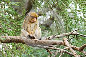 Barbary macaque - Macaca sylvanus also Barbary ape or magot, found in the Atlas Mountains of Algeria and Morocco along with a