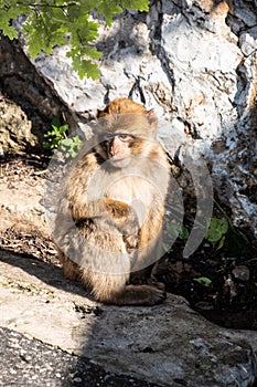 Barbary macaque - Macaca sylvanus also Barbary ape or magot, found in the Atlas Mountains of Algeria and Morocco along with a