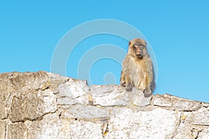 Barbary macaque Macaca sylvanus, also known as Barbary ape